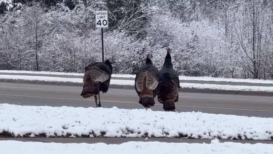 Article image for Wild turkeys may approach your car in southwest Topeka