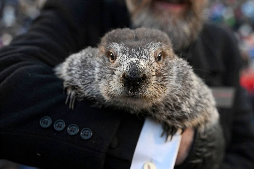 Article image for Canadian Groundhog Fred la Marmotte Found Dead Before Groundhog Day