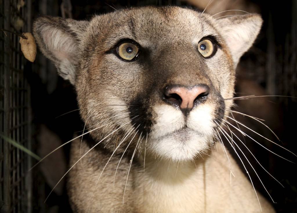 Article image for Four-Year-Old Mountain Lion P-81 Found Dead on PCH