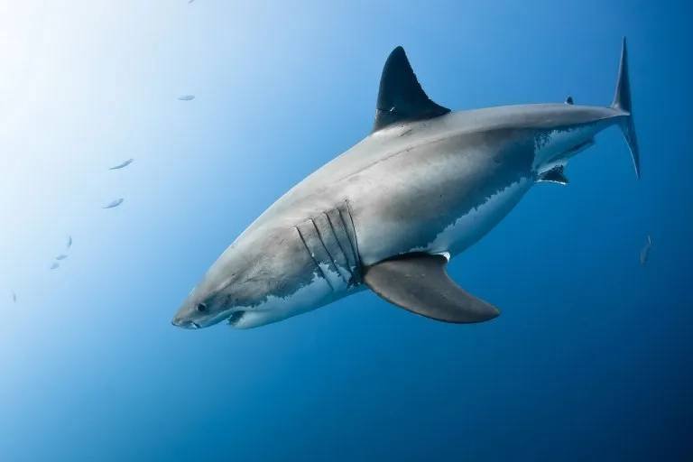 Article image for How many sharks bit people in California waters. Poachers lose hunting licenses