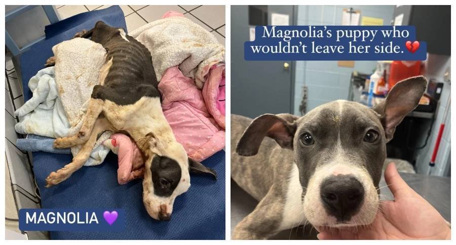 Article image for Dog abandoned ‘near death’ with puppy in Richmond, animal control searching for answers