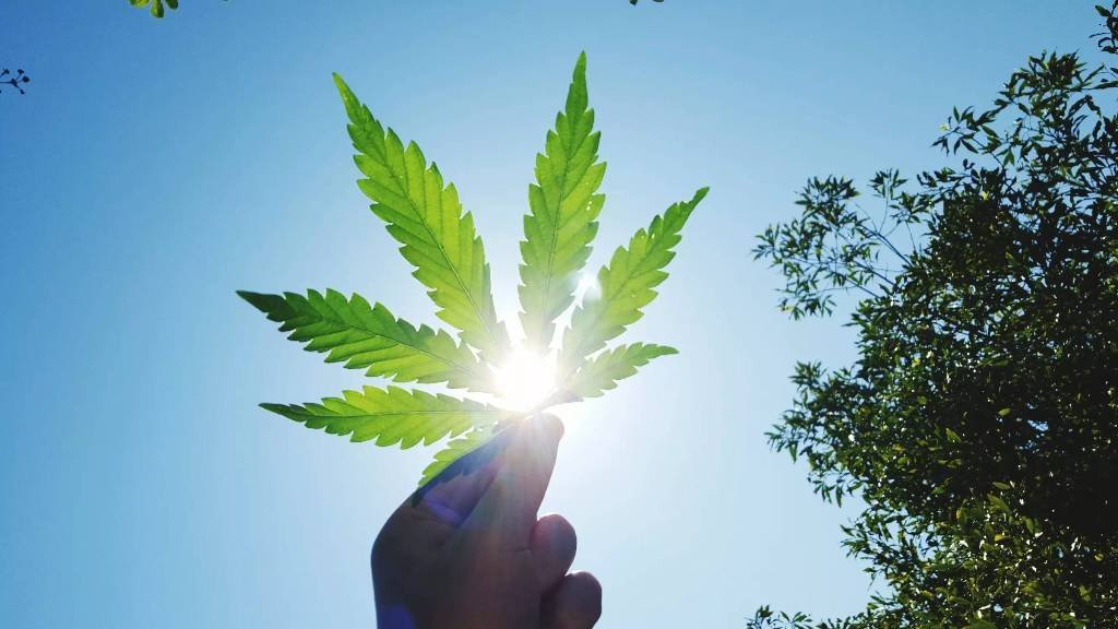 Article image for Recreational Marijuana Amendment Passes Key Hurdle in Florida