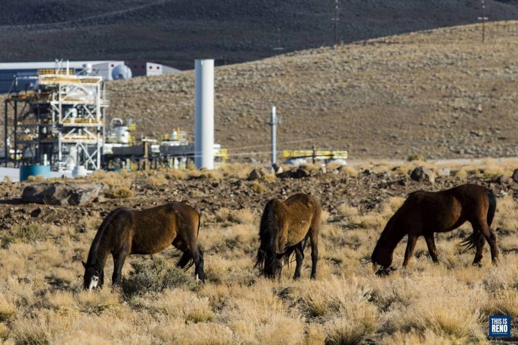 Article image for Darting program is model for wild horse management, say advocates