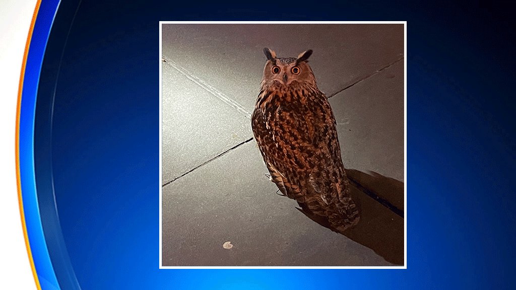Article image for Owl missing from Central Park Zoo spotted in Central Park