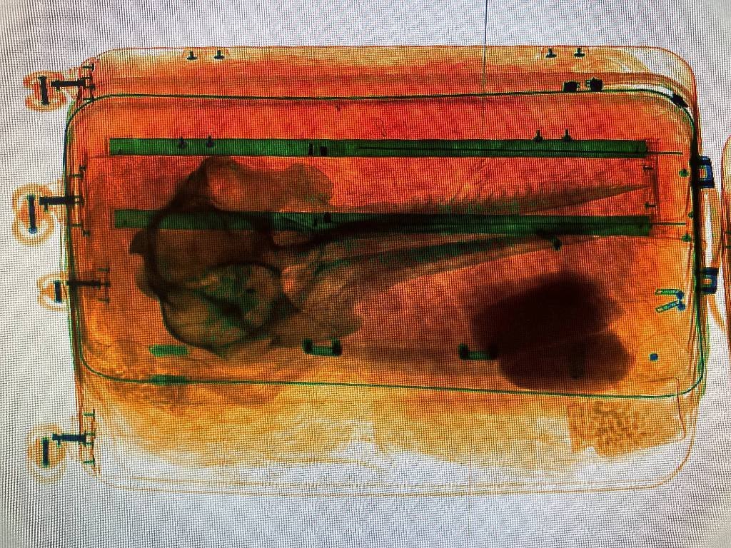 Article image for Feds find dolphin skull in luggage at Detroit Metro Airport