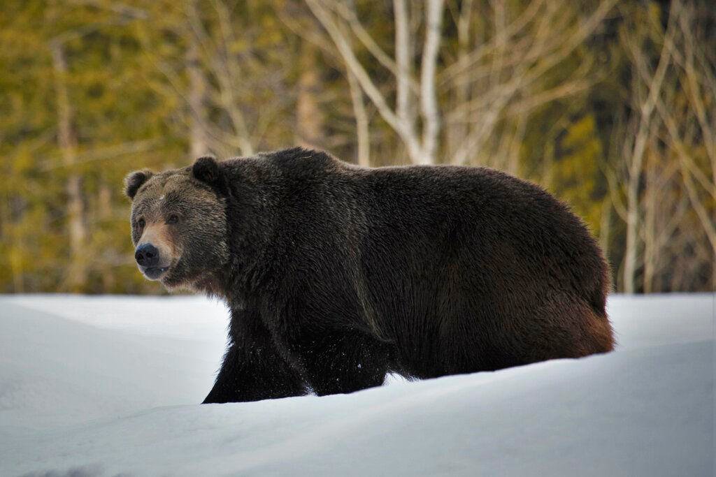 Article image for Crapo, Risch, Fulcher Condemn Decision to Keep Grizzlies on Endangered Species List