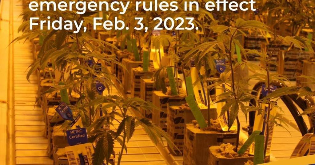 Article image for UPDATE:  Recreational marijuana may be available to consumers as soon as Friday, February 3