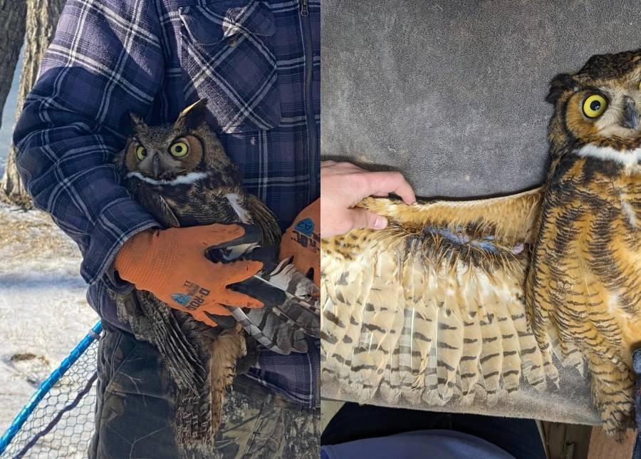 Article image for Indiana firefighters rescue injured owl stuck in frozen lake