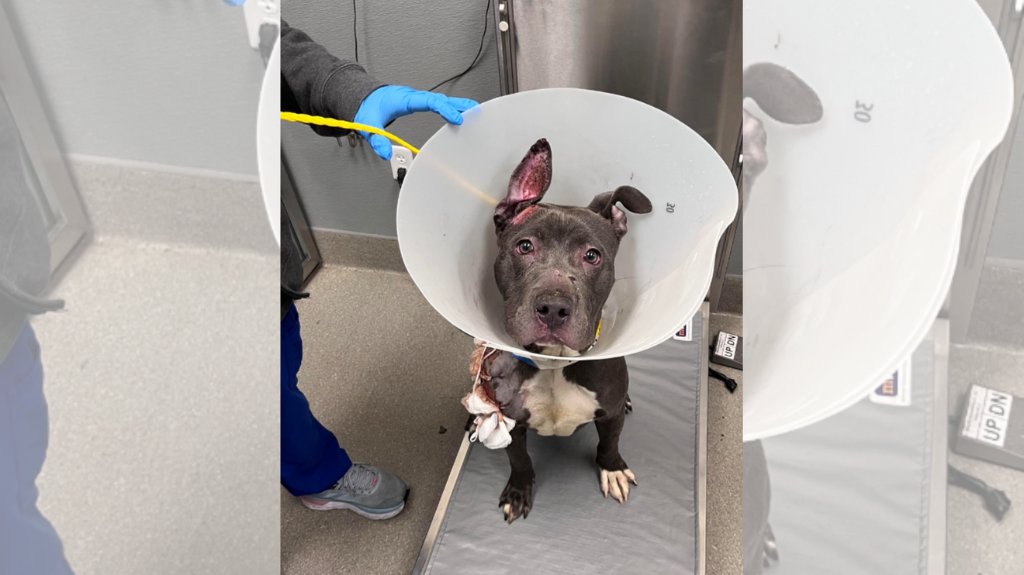 Article image for The Animal Foundation caring for dog believed to be hit by car near Sunset Park