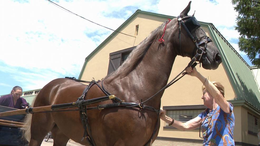Article image for Annual horse show held at the NYS Fairgrounds cancelled amid rising rent and labor fees
