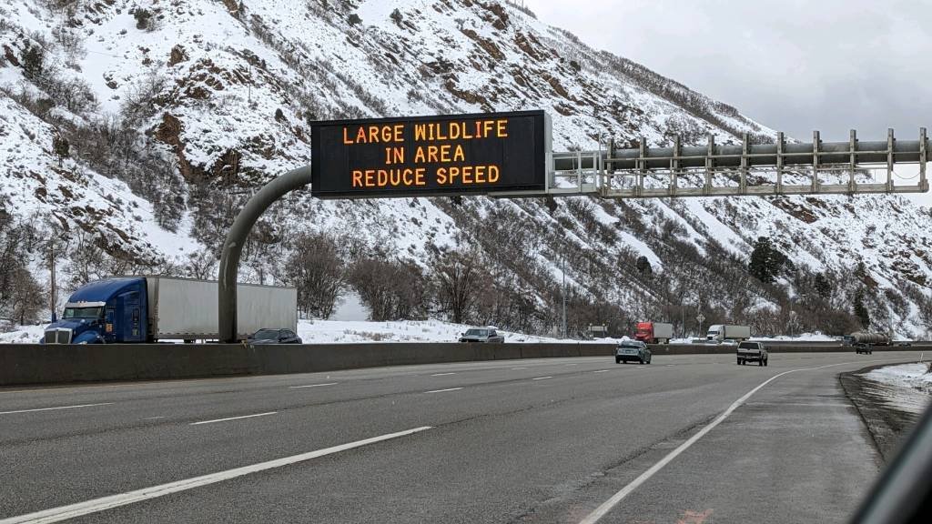 Article image for Elk still complicating commute for drivers on I-80