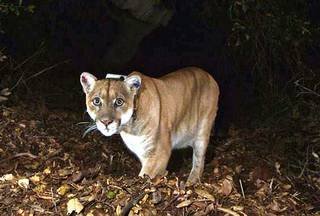 Article image for Dozens of mountain lions die on California roads every year. Here are the hot spots