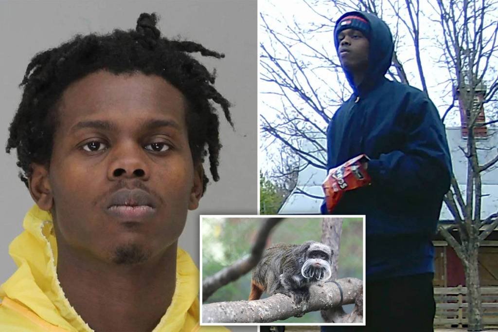 Article image for Alleged Dallas Zoo monkey thief arrested while lurking in aquarium