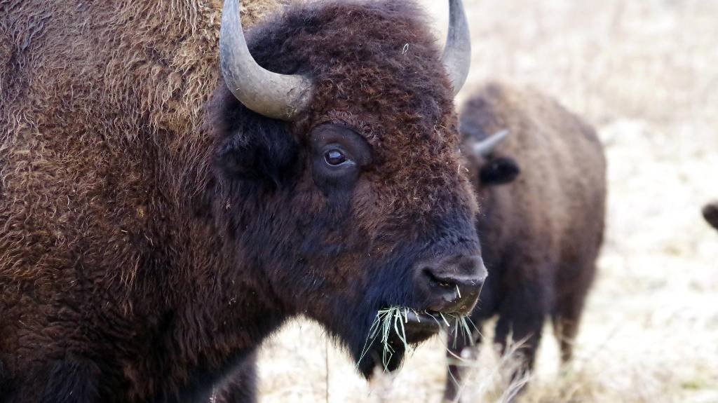 Article image for This Week In Nature: Bison Are Making Nights Brighter on the Illinois Prairie. Guess Who’s Not Happy