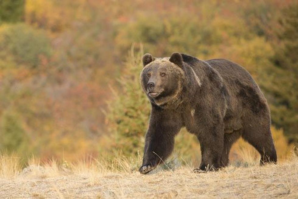 Article image for USFWS to assess Montana grizzly population for delisting