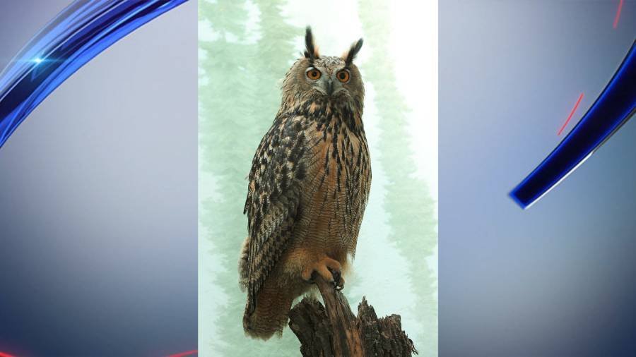 Article image for Central Park Zoo owl loose after exhibit vandalized; staff tracking bird through park: officials