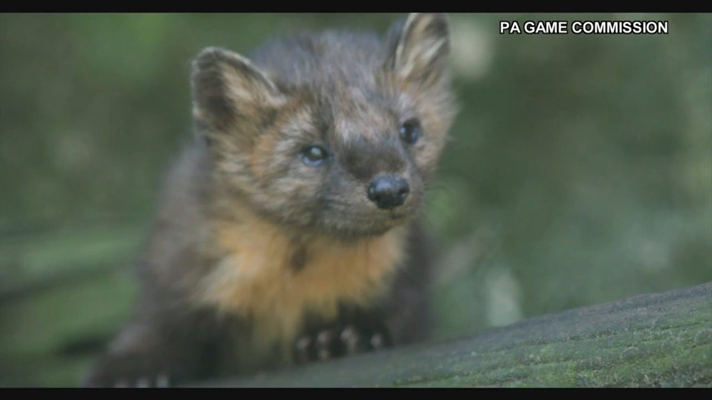 Article image for PA Game Commission discusses plan to reintroduce American Marten into the state