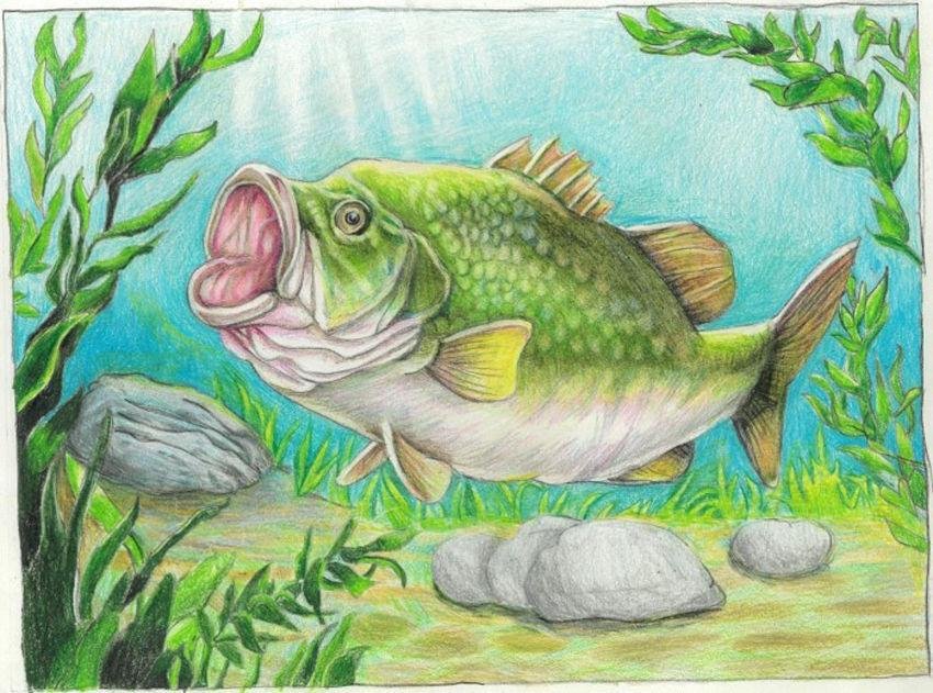 Article image for Last call for Florida Fish Art Contest entries