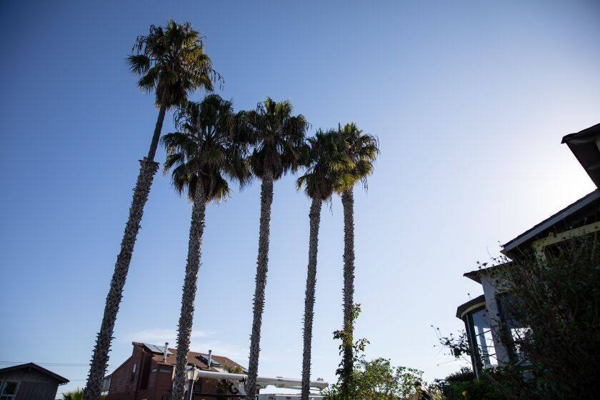 Article image for Residents drop lawsuit over removal of palm trees in Point Loma