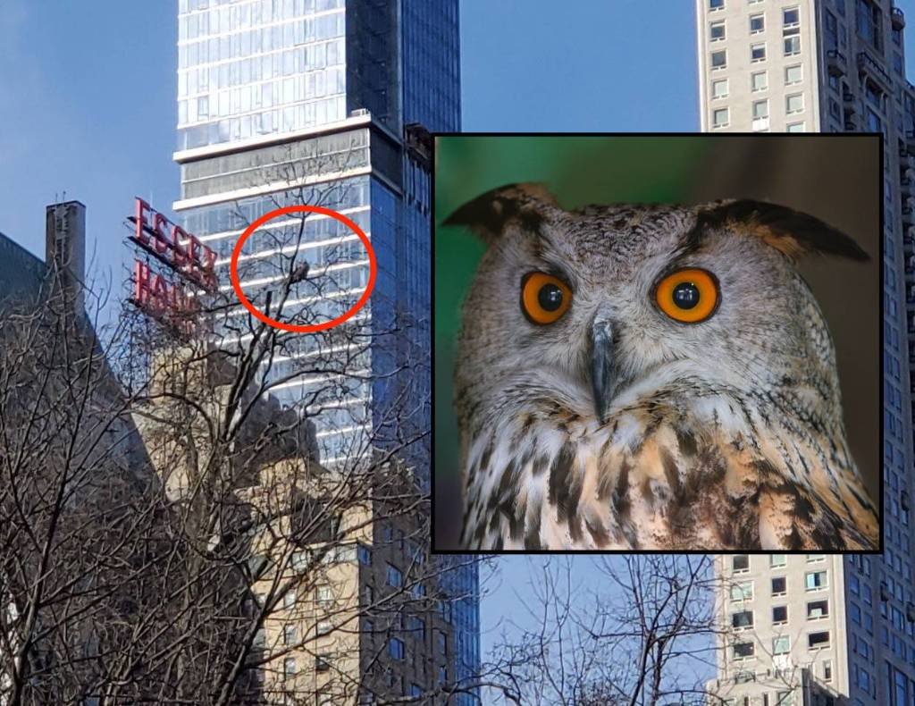 Article image for PICS: Rescuers led on wild owl chase after Eurasian eagle-owl escapes from Central Park Zoo