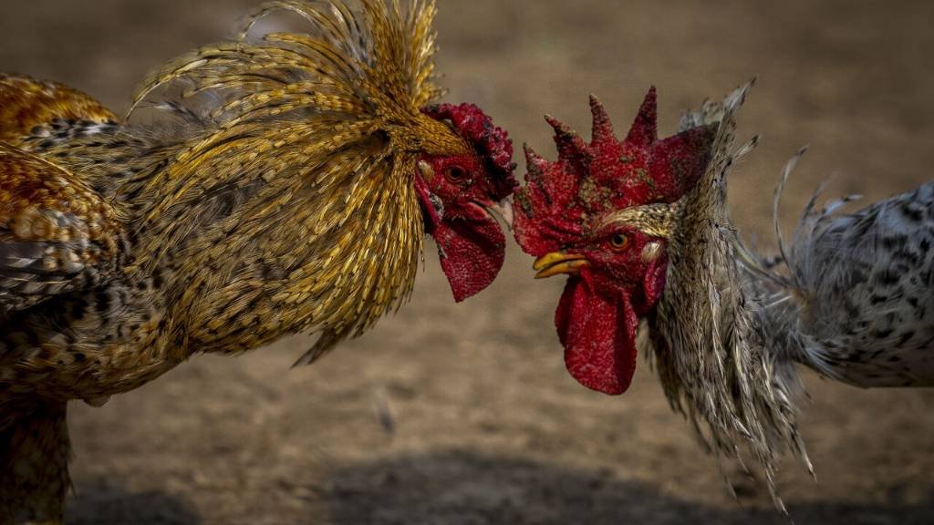 Article image for Animal rights groups push for enforcement, call Oklahoma the ‘cockfighting capital of the U.S.’