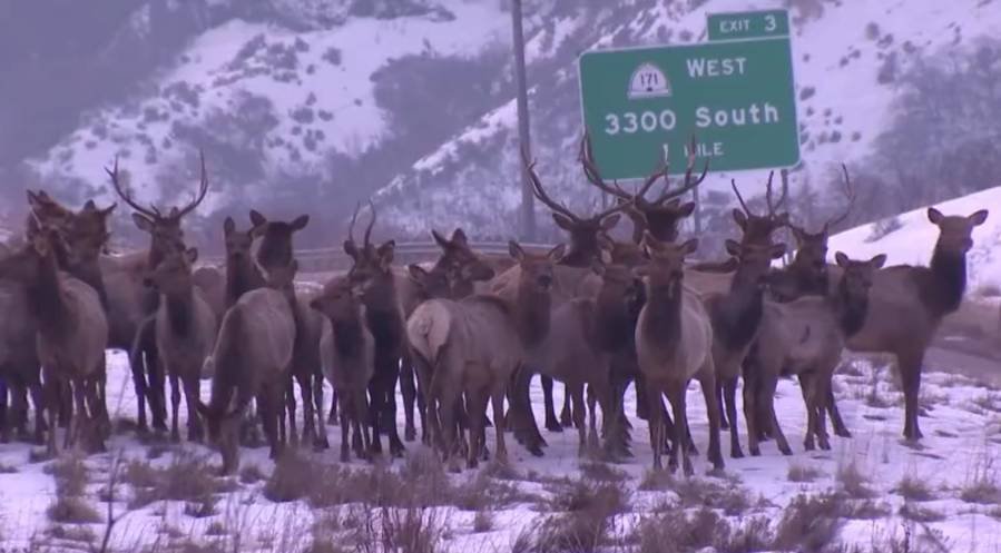 Article image for Three elk killed as large herd moves across freeway again near Parley’s Canyon