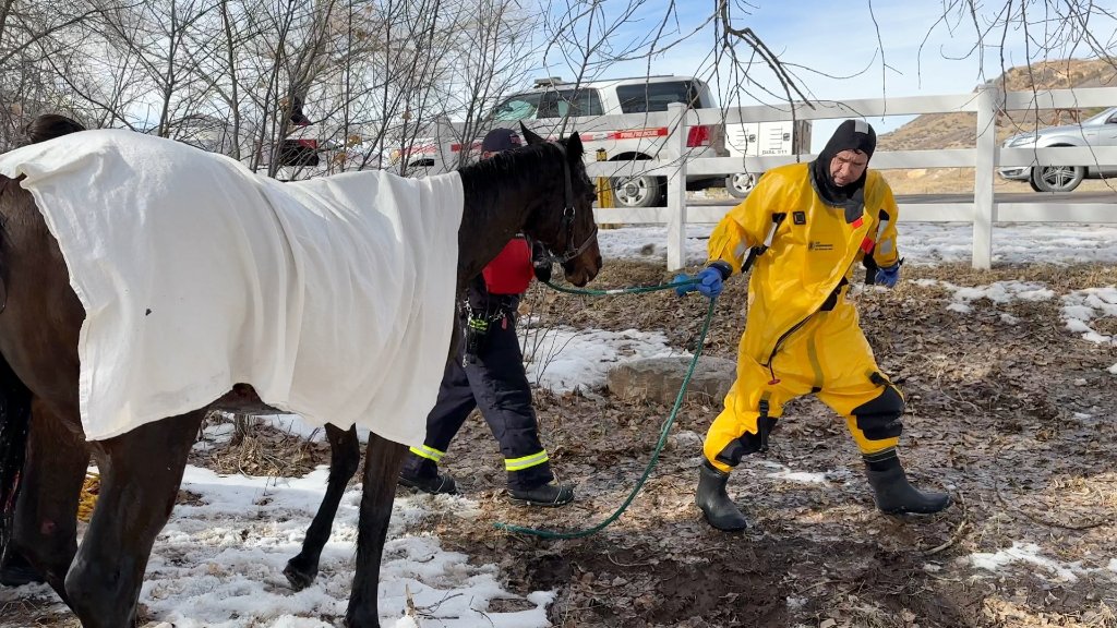 Article image for West Metro Fire saves horse that fell in icy pond