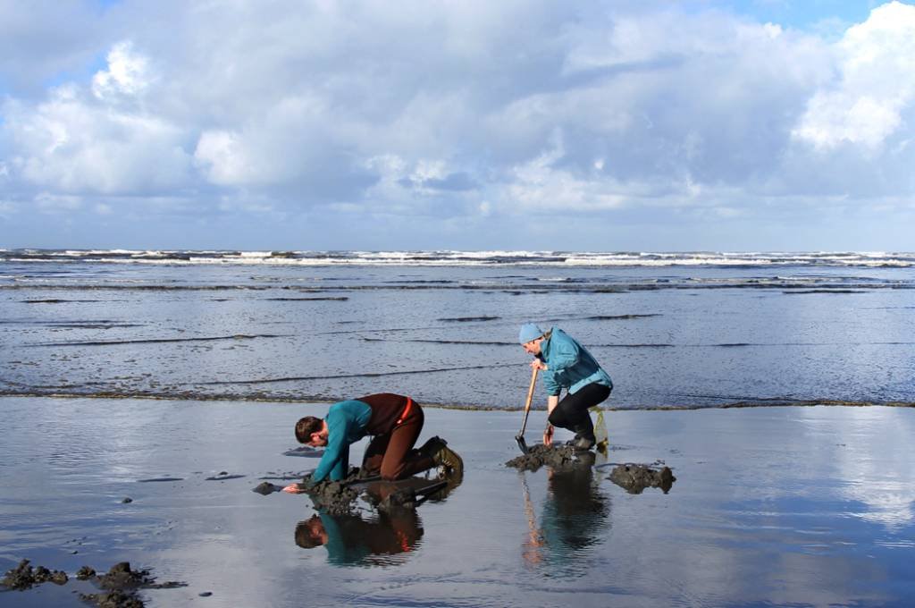 Article image for 3 Days of Razor Clam Digging at Mocrocks Beaches Starts Saturday, February 4; Copalis Beach Also Open February 5 and 7