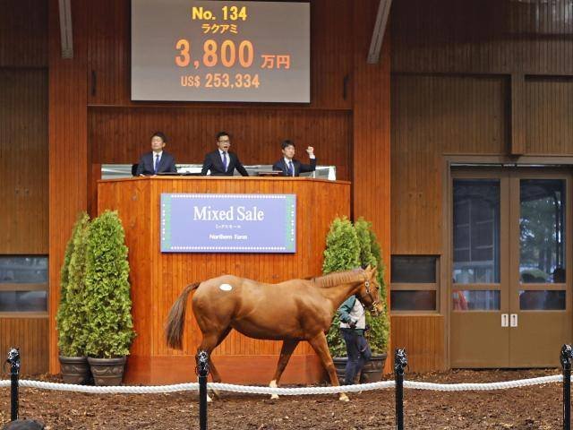 ミックスセール繁殖牝馬部門最高額はラクアミで3800万円 今年の札幌2歳S2着馬の母