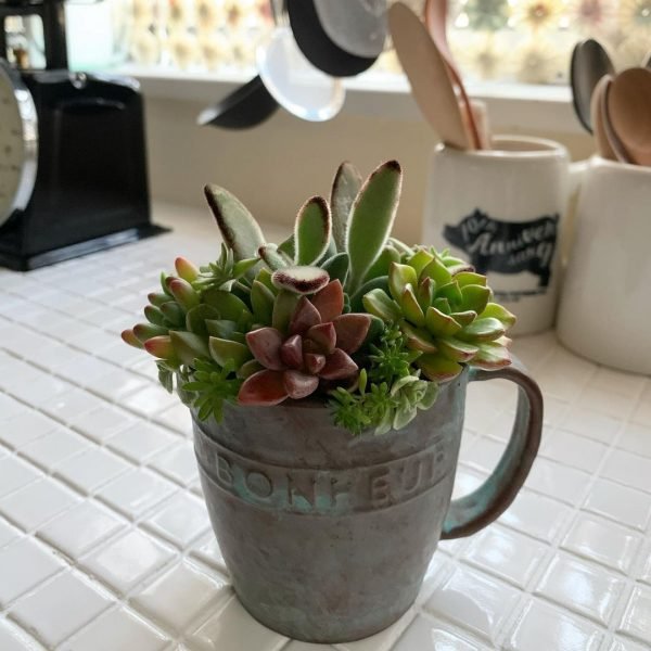 トイレに置くと良植物 みっちぃの日々 トイレに置くと良植物 みっちぃの日々